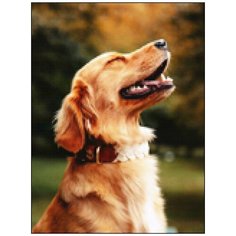 Алмазная мозаика Алмазная Фея A-0323. Здравствуй, солнышко!