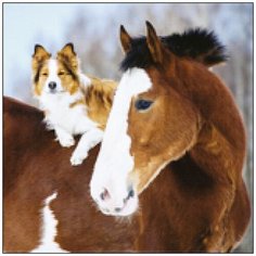 Алмазная мозаика Алмазная Фея A-0268. Старые приятели