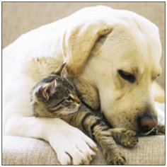 Алмазная мозаика Алмазная Фея A-0265. Пушистая дружба