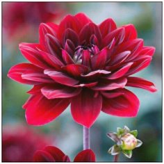 Алмазная мозаика Алмазная Фея A-0325. Хрупкая красота