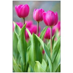 Алмазная мозаика Алмазная Фея A-0274. Малиновые тюльпаны