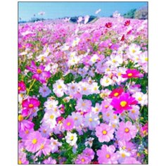 Алмазная мозаика Алмазная Фея A-0242. Волшебное поле