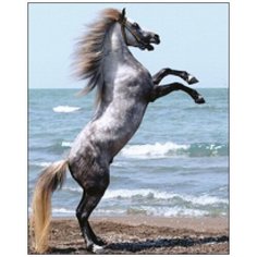 Алмазная мозаика Алмазная Фея A-0310. Породистый