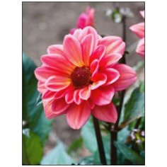 Алмазная мозаика Алмазная Фея A-0306. Душистый цвет