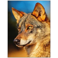 Алмазная мозаика Алмазная Фея A-0287. Степной волк