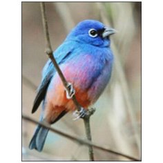 Алмазная мозаика Алмазная Фея A-0277. На ветке