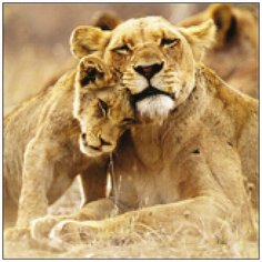 Алмазная мозаика Алмазная Фея A-0267. Мамина нежность