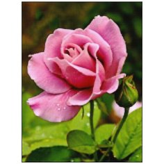 Алмазная мозаика Алмазная Фея A-0307. В твоём саду