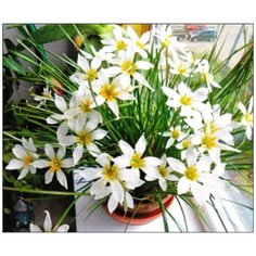 Алмазная мозаика Алмазная Фея A-0249. Цветы на подоконнике