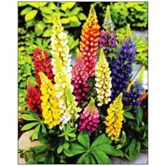 Алмазная мозаика Алмазная Фея A-0230. Разноцветные люпины