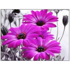 Алмазная мозаика Алмазная Фея A-0316. Нарушая монохром