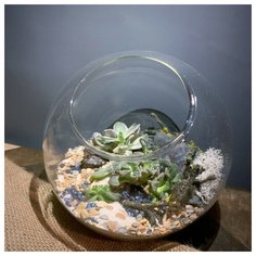 Скошенный Letto