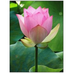 Алмазная мозаика Алмазная Фея A-0302. Острые лепестки