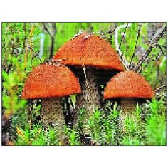 Алмазная мозаика Алмазная Фея A-0354. Подберезовики