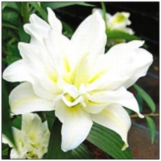 Алмазная мозаика Алмазная Фея A-0194. Белоснежное великолепие