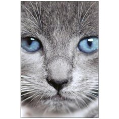 Алмазная мозаика Алмазная Фея A-0275. Голубоглазый котенок