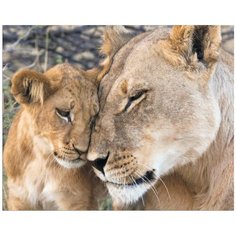 Алмазная мозаика на подрамнике, ТМ Цветной, "Любовь львицы" LG197 40х50, полная выкладка.