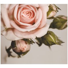 Фотообои iPicasso "Розы 3D"