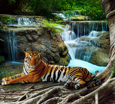 Фотообои Divino Decor B коллекция B-074 Тигр у водопада 300х270