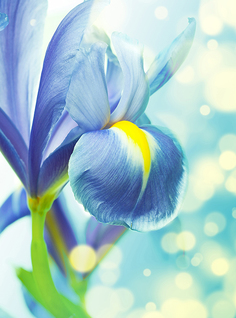 Фотообои Divino Decor/B коллекцияB-094Синий ирис200х270