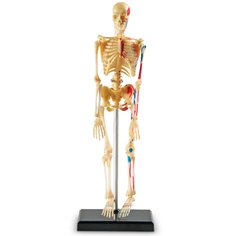 Развивающая игрушка Learning Resources Анатомия человека. Скелет, 41 элемент