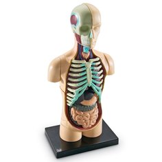 Развивающая игрушка Learning Resources Анатомия человека. Тело, 31 элемент