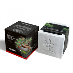 Подарочный набор Вырасти Бонсай дома. Годжи. В дизайнерском кубике ручной работы ЭкоДом