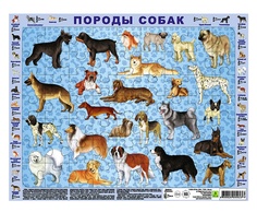 Детский пазл на подложке "Породы собак", 63 элемента РУЗ Ко