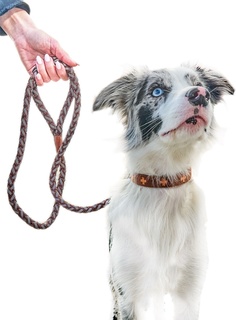 Ошейник для собак Japan Premium Pet Особо прочный, коричневый, размер M