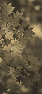 Самоклеющиеся фотообои "Листва 2", 90x200 см, эффект сепия Фотообои.РФ