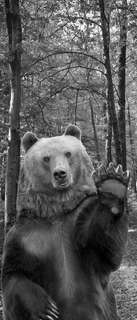 Самоклеющиеся фотообои "Медведь", 90x210 см, эффект черно-белый, отраженный Фотообои.РФ