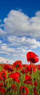 Самоклеющиеся фотообои "Красные маки в поле", 90x210 см, эффект отраженный Фотообои.РФ