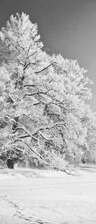 Самоклеющиеся фотообои "Зимний парк в снегу", 90x210 см, эффект черно-белый Фотообои.РФ