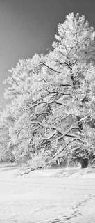Самоклеющиеся фотообои "Зимний парк в снегу", 90x210 см, эффект черно-белый, отраженный Фотообои.РФ