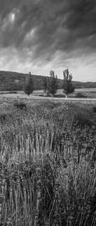 Самоклеющиеся фотообои "Лавандовое поле, Венгрия", 90x210 см, эффект черно-белый Фотообои.РФ