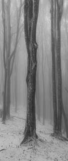Самоклеющиеся фотообои "Туманный лес зимой", 90x210 см, эффект черно-белый, отраженный Фотообои.РФ