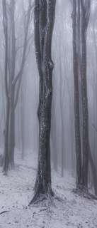 Самоклеющиеся фотообои "Туманный лес зимой", 90x210 см, эффект отраженный Фотообои.РФ