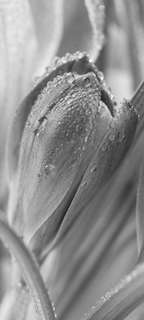 Самоклеющиеся фотообои "Крокус", 90x200 см, эффект черно-белый Фотообои.РФ