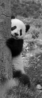 Самоклеющиеся фотообои "Медвежонок панда", 90x210 см, эффект черно-белый, отраженный Фотообои.РФ