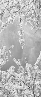 Самоклеющиеся фотообои "Весеннее небо", 90x210 см, эффект черно-белый, отраженный Фотообои.РФ