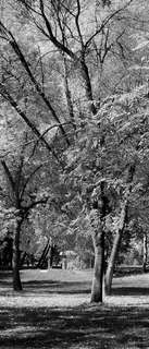 Самоклеющиеся фотообои "Осень", 90x210 см, эффект черно-белый, отраженный Фотообои.РФ