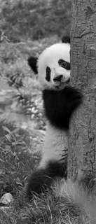 Самоклеющиеся фотообои "Медвежонок панда", 90x210 см, эффект черно-белый Фотообои.РФ