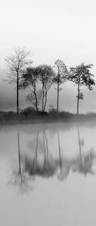Самоклеющиеся фотообои "Утренний туман, ч-б", 90x210 см Фотообои.РФ