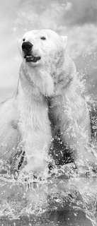 Самоклеющиеся фотообои "Белый медведь", 90x210 см, эффект черно-белый, отраженный Фотообои.РФ