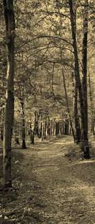 Самоклеющиеся фотообои "Лесная дорожка", 90x210 см, эффект сепия, отраженный Фотообои.РФ