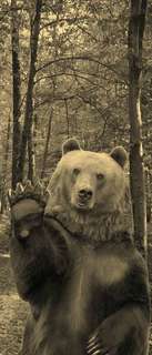 Самоклеющиеся фотообои "Медведь", 90x210 см, эффект сепия Фотообои.РФ