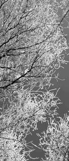 Самоклеющиеся фотообои "Зимний лес", 90x210 см, эффект черно-белый Фотообои.РФ