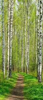 Самоклеющиеся фотообои "Березовый парк весной", 90x210 см, эффект отраженный Фотообои.РФ