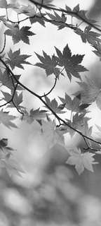 Самоклеющиеся фотообои "Листва 1", 90x200 см, эффект черно-белый Фотообои.РФ