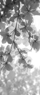 Самоклеющиеся фотообои "Листья миндаля", 90x210 см, эффект черно-белый Фотообои.РФ